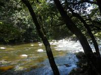 Daintree NP - Mossman Gorge