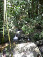Daintree NP - Mossman Gorge