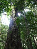Daintree NP - Mossman Gorge