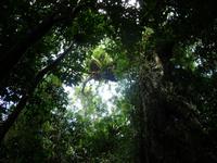Daintree NP - Mossman Gorge