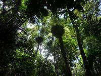Daintree NP - Mossman Gorge