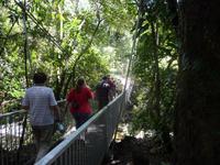 Daintree NP - Mossman Gorge