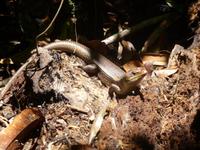 Daintree NP - Mossman Gorge