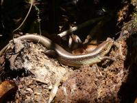 Daintree NP - Mossman Gorge