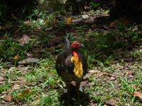 Daintree NP - Mossman Gorge
