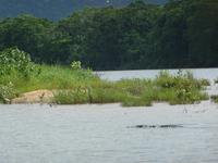 Daintree NP - Flussfahrt