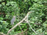 Daintree NP - Flussfahrt mit Kormoran
