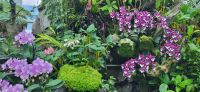 31 Orchideengarten Singapur