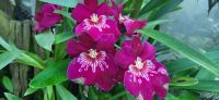 33 Orchideengarten Singapur