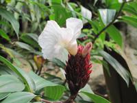 Botanischer Garten von Singapur