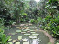 Botanischer Garten von Singapur