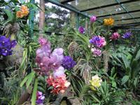 Botanischer Garten von Singapur