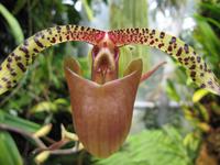 Botanischer Garten von Singapur