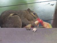 Botanischer Garten von Singapur