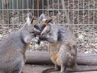 im Wannabe Streichelzoo