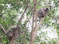 Koalas schlafen ca. 20 Stunden am Tag