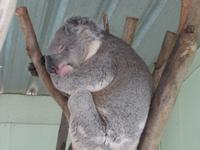 Koalas schlafen ca. 20 Stunden am Tag