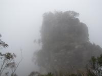Nebel in den Blue Mountains
