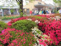 Markttreiben in Luna