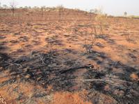 Buschbrand im Outback