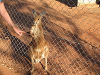 ein Känguru auf der Kamelfarm