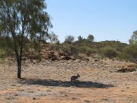 Simpsons Gap - Alice Springs