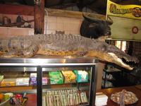 Kurze Toilettenpause im Kakadu NP