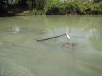 durch den Alligatorriver