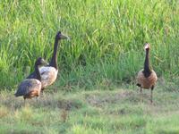 Fahrt auf dem Yellow River