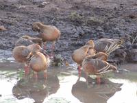 Fahrt auf dem Yellow River