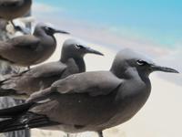 Tagesausflug Great Barrier Reef - Michaelmas Quay