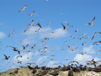 Tagesausflug Great Barrier Reef - Michaelmas Quay