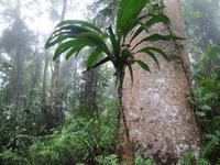 Mit der längsten Seilbahn der südlichen Hemisphäre über das Blätterdach des Regenwaldes