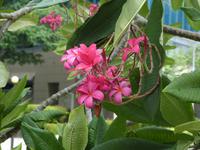 P1020915-Franchipani