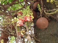 P1020925-Kanonenkugelbaum