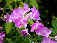 P1020940-im Orchideengarten in Singapur