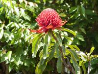 P1030056-Nationalblume Australiens