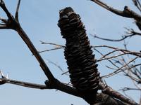 P1030060-verbrannter Baum in den Blue Mountains