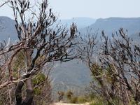 P1030063-wunderschöne Blue Mountains