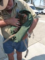 P1030073- kleines Känguruh