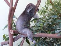 P1030086-Koalabär im Featherdale Tierpark