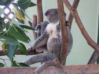 P1030089-Koalabär im Featherdale Tierpark