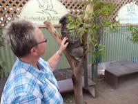 P1030096- auf Tuchfühlung mit einem Koalabär