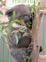 P1030101-süßer Koalabär