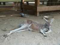 P1030105-Känguruh