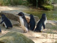 P1030116-Zwergpinguine