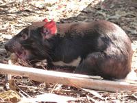 P1030123-Tasmanischer Teufel