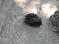 P1030152-Ameisenigel