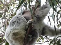 P1030238-Koalabär im Ast (an der Great Ocean Road - Melbourne)