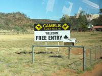 P1030318-Besuch einer Australischen Kamelfarm